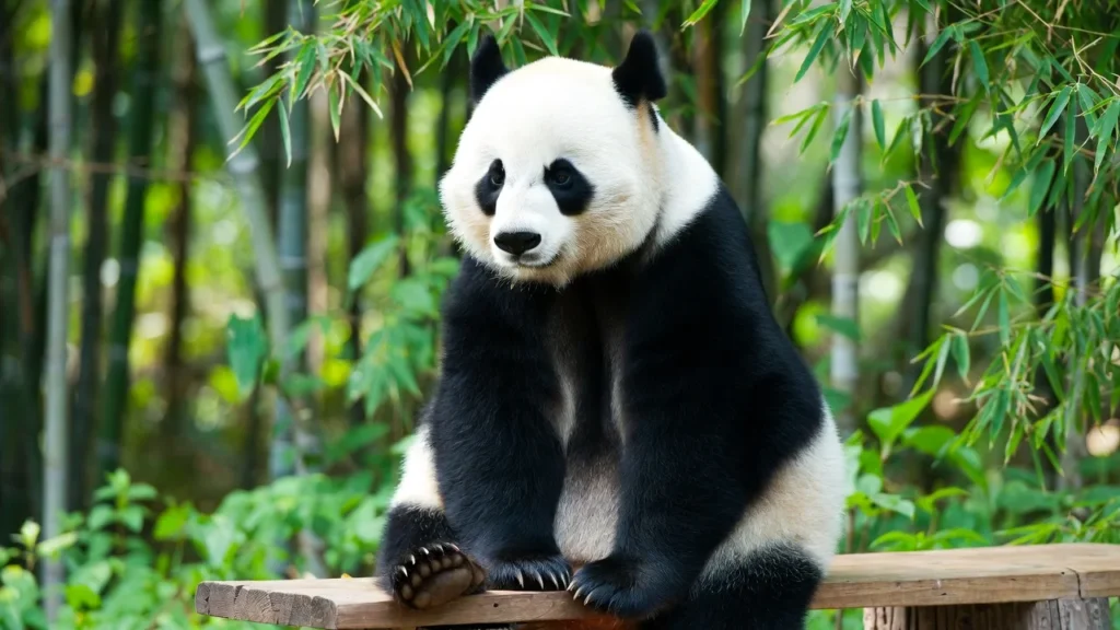 Lazy Panda Humor Youโll Love