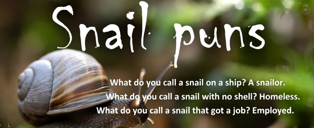 150+ Funny Snail Puns That Are Shell-Shockingly Funny π